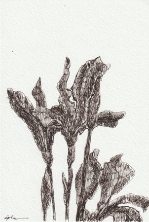 Виктория Зарецкая (embrassé par la muse) (Авторская графика - 
                  13 x 18.7 см) Iris 02