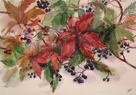 Елена Санина (Авторская графика - 
                  38 x 27 см) Дикий виноград