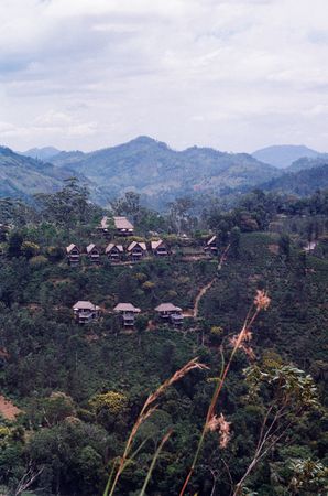 Lizabet Grace (Фотография - 
                  42 x 59 см) Sri Lanka Nuwara Eliya | Шри-Ланка Нувара-Элия
