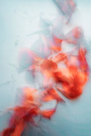 Ольга Ширяева (Фотография - 
                  40 x 60 см) Альстромерия №2