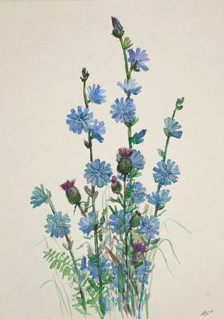 Елена Санина (Авторская графика - 
                  30 x 42 см) Цикорий цветет