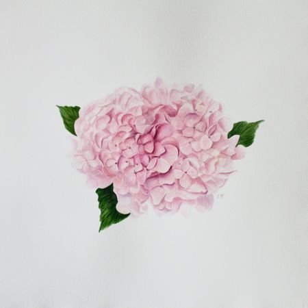 Любовь Фонарева (Авторская графика - 
                  50 x 50 см) Гортензия