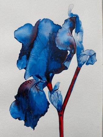 Алена Сокольникова (Авторская графика - 
                  22 x 32 см) Ирис
