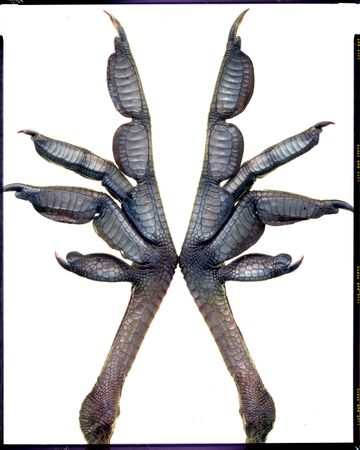 Пётр Корень (Фотография - 
                  126 x 157 см) Диалоги С Фрэнсисом Бэконом. Чаепитие с Х. Р. Гигером