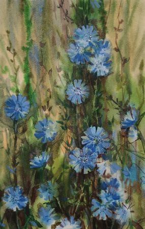 Елена Санина (Авторская графика - 
                  23 x 36 см) Цикорий