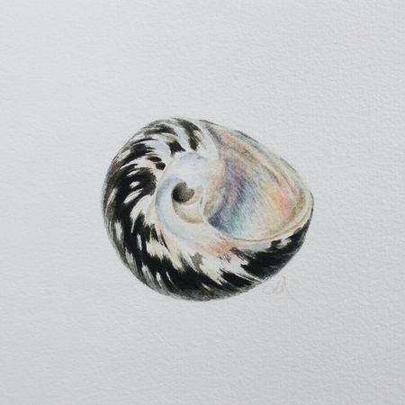 Любовь Фонарева (Авторская графика - 
                  15 x 15 см) Перламутровая