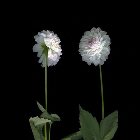 Катя Исаева (Фотография - 
                  30 x 30 см) Я с тобой разговариваю. Диалог 5