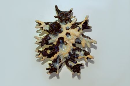 Полина Полнимер (Скульптура - 
                  24 x 27 см) МОРСКОЙ ЗВЕРЬ