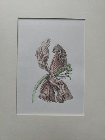 Наталия Рокотова (Авторская графика - 
                  20 x 29.5 см) Тюльпан