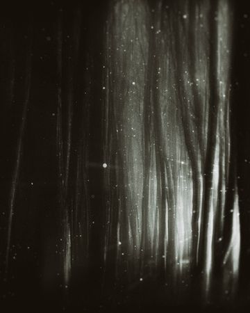 Зара Нехай (Фотография - 
                  60 x 80 см) Волшебный лес