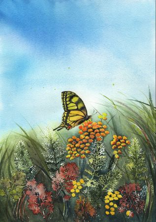 Алла Валежина (Авторская графика - 
                  30 x 42 см) Дыхание луга. Бабочка