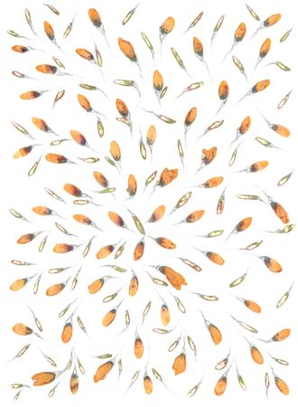 Ася Багаева (Авторская графика - 
                  55 x 75 см) Побеги (Sprouts)
