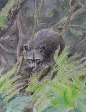 Александр и Светлана Рощенко (Авторская графика - 
                  31 x 40 см) Енот