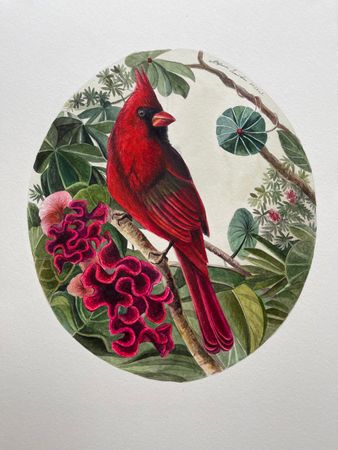 Екатерина Маркина (Авторская графика - 
                  30 x 40 см) Красный кардинал