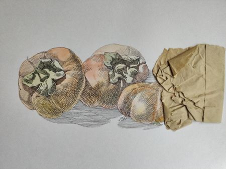 Наталия Рокотова (Авторская графика - 
                  29 x 21 см) Хурма