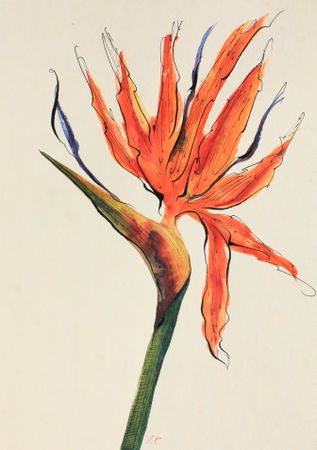 Любовь Фонарева (Авторская графика - 
                  21 x 29.7 см) Стрелитция