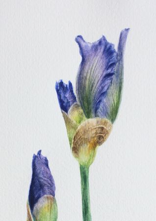 Любовь Фонарева (Авторская графика - 
                  21.3 x 30.3 см) Ирис. Бутоны