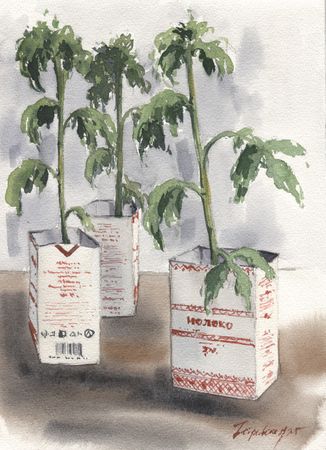 Ирина Петровская (Авторская графика - 
                  21 x 29 см) Этюд с рассадой