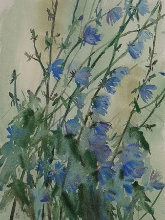 Елена Санина (Авторская графика - 
                  28 x 37 см) Дождь. Цикорий