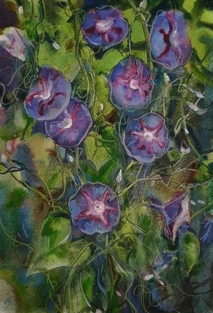 Елена Санина (Авторская графика - 
                  27 x 38 см) Вьюнок