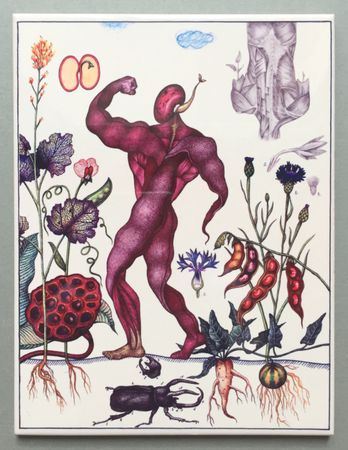 Людмила Баронина (Объект - 
                  20 x 30 см) Phaseolus vulgaris