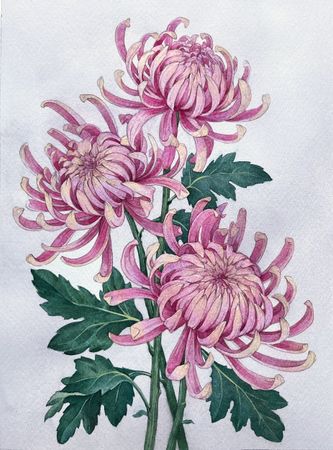 Ангелина Иванова (Авторская графика - 
                  20 x 27 см) Хризантемы