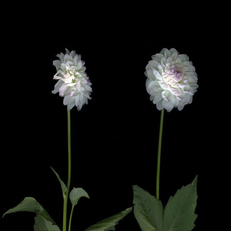 Катя Исаева (Фотография - 
                  30 x 30 см) Я с тобой разговариваю. Диалог 1