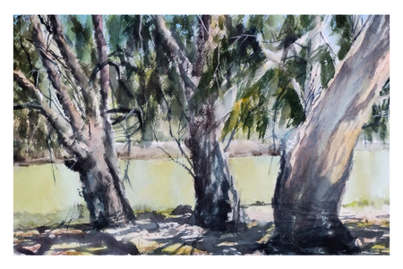 Александр Кормилицын (Авторская графика - 
                  56 x 36 см) Эвкалипты у реки в жаркий день