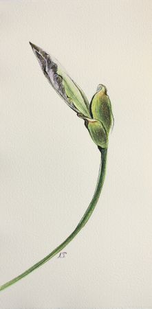 Любовь Фонарева (Авторская графика - 
                  15.5 x 30 см) Iris