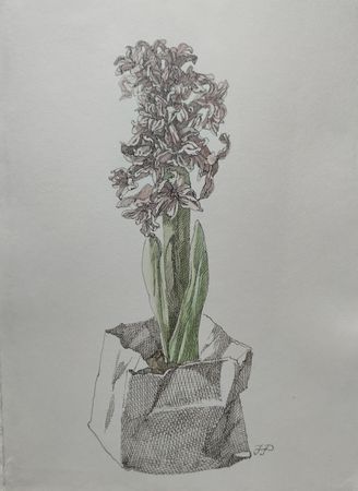 Наталия Рокотова (Авторская графика - 
                  20 x 28 см) Гиацинт цветёт