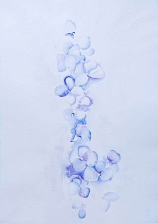 Оливия Лем (Авторская графика - 
                  35 x 50 см) Гортензия