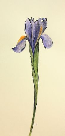Любовь Фонарева (Авторская графика - 
                  21 x 42 см) Ирис