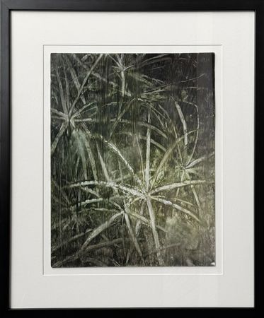 Сергей Трофимов (Картина, живопись - 
                  45 x 53 см) Циперус