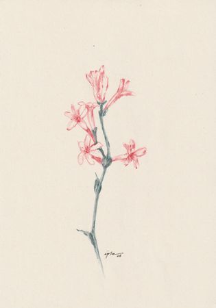 Виктория Зарецкая (embrassé par la muse) (Авторская графика - 
                  21 x 29.7 см) Fleur 06