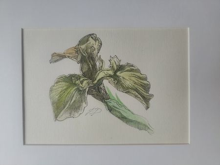 Наталия Рокотова (Авторская графика - 
                  29 x 20.5 см) Гладиолус