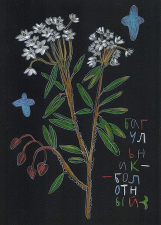 Катя Попченко (Авторская графика - 
                  21 x 29 см) Багульник болотный