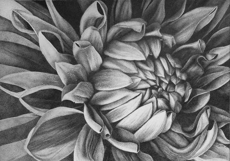 Катя Тетто (Авторская графика - 
                  50 x 40 см) Пион