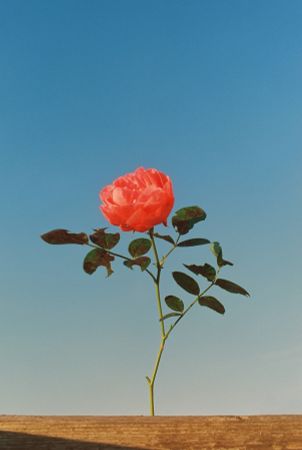 Жанна Татарова (Фотография - 
                  30 x 45 см) Жанна Татарова На память VII. 30х45