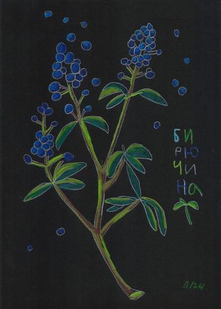 Катя Попченко (Авторская графика - 
                  21 x 29 см) Бирючина