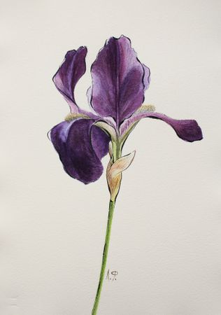 Любовь Фонарева (Авторская графика - 
                  21.7 x 30.3 см) Ирис