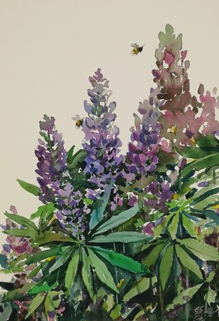 Елена Санина (Авторская графика - 
                  27 x 39 см) Люпины