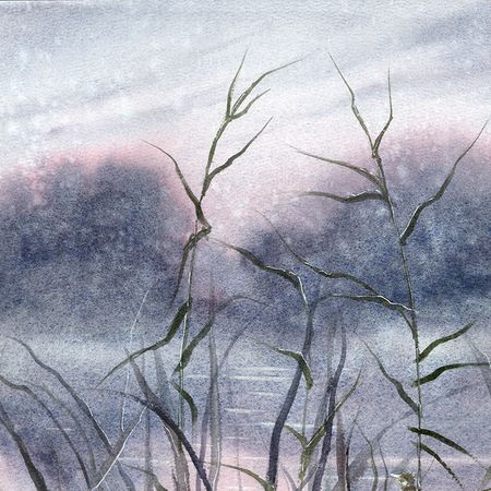 Алла Валежина (Авторская графика - 
                  30 x 42 см) Камышовка