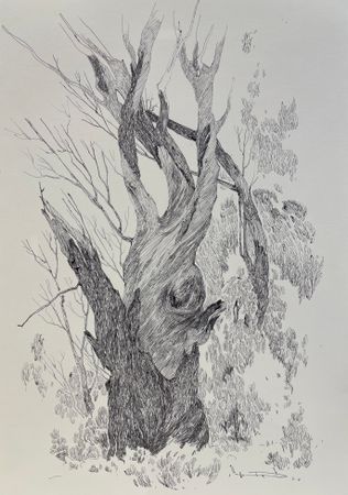 Анна Дёмина (Авторская графика - 
                  20 x 30 см) Деревья. Орловская обл.