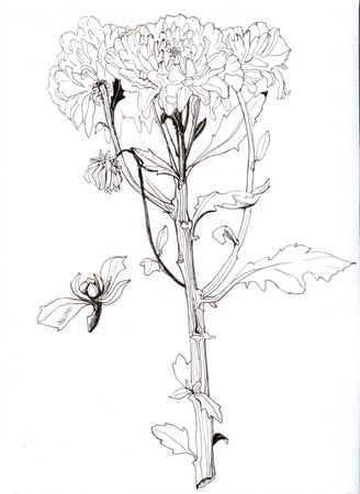 Юля Nycho (Авторская графика - 
                  21 x 29.5 см) Цветок