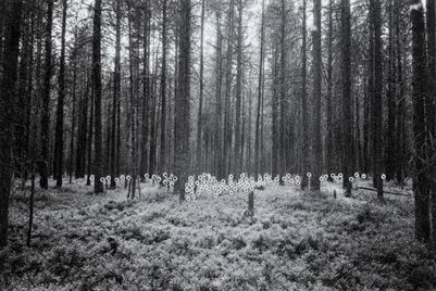 Северный лес (Чакола)