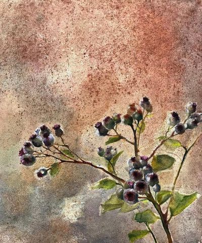 Thistle