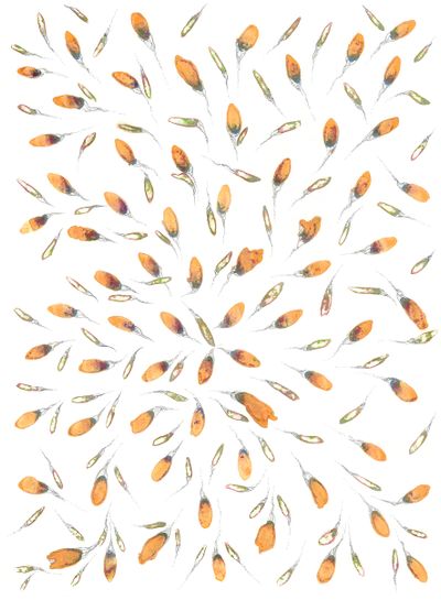 Побеги (Sprouts)