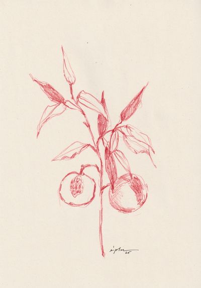 Abricots